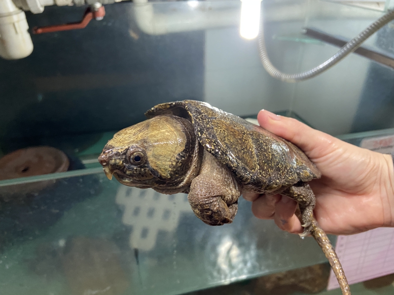Four Big-headed Turtles were rescued in 2016